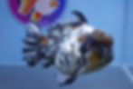Thumbnail: Shogun White Tiger Oranda Male