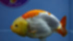 Thumbnail: Large Lemon Head Ranchu Female