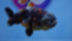Thumbnail: Calico Ranchu Male