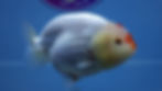Thumbnail: Chicken Face Ranchu Female