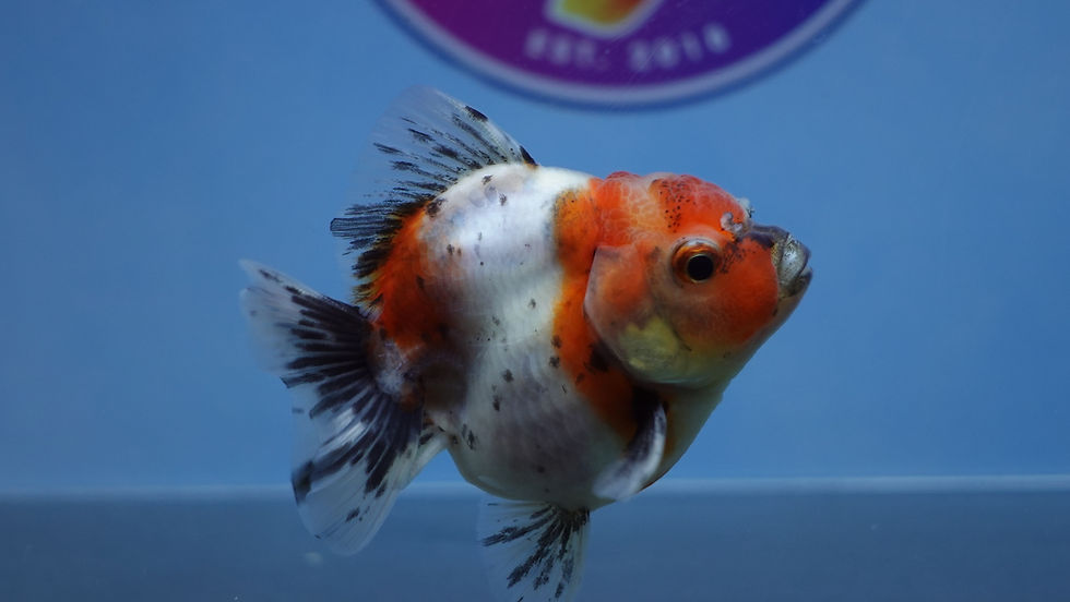 Thumbnail: Young Shogun Oranda Male