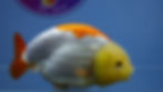 Thumbnail: Large Lemon Head Ranchu Female
