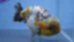 Thumbnail: A Grade Large Kirin Ranchu Male