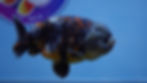Thumbnail: Calico Ranchu Male