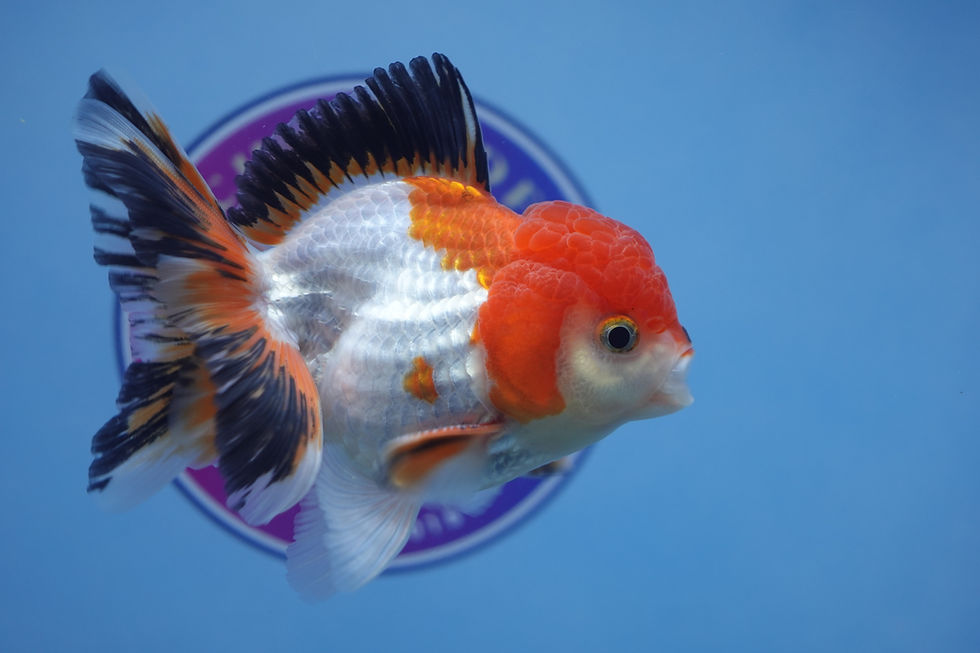Thumbnail: Tricolor Rosetail Oranda Male