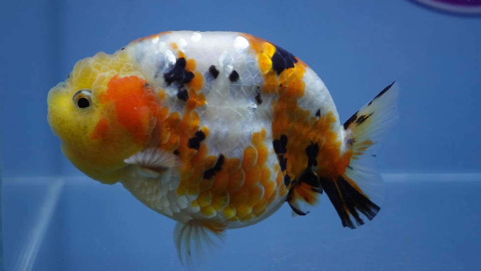 Thumbnail: A Grade Tricolor Ranchu Male