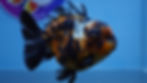 Thumbnail: Shogun Calico Oranda Male