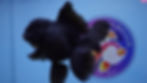 Thumbnail: Deep Black Rosetail Oranda Female