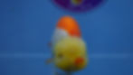 Thumbnail: Large Lemon Head Ranchu Female