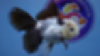 Thumbnail: Panda Rosetail Oranda Male