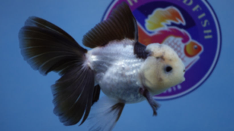 Panda Rosetail Oranda Male