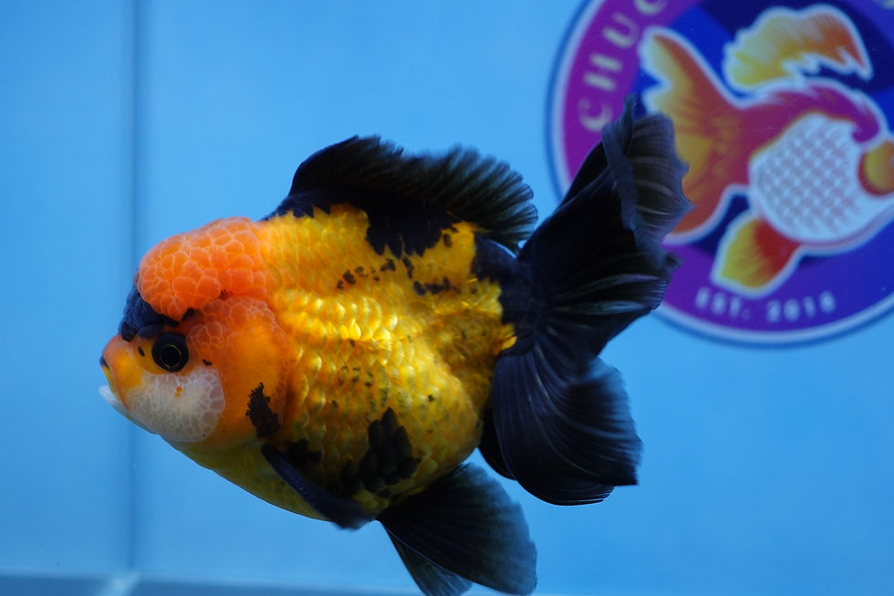 Thumbnail: Apache Rosetail Oranda Male