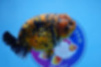 Thumbnail: A Grade Leopard Ranchu Male