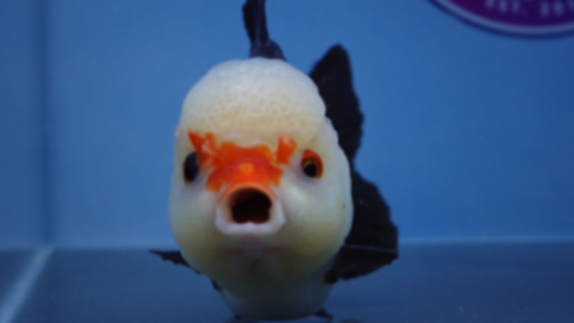 Show Grade Chicken Face Rosetail Oranda Female