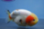 Thumbnail: Tricolor Ranchu Male
