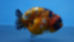 Thumbnail: Calico Ranchu Female