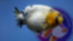 Thumbnail: A Grade Panda Ranchu Male