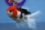 Thumbnail: Tricolor Rosetail Oranda Female