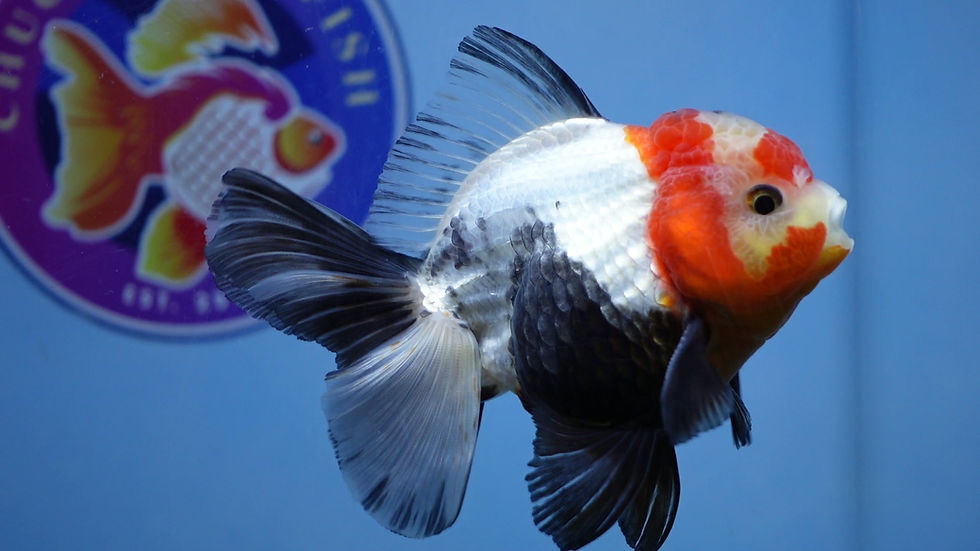 Thumbnail: A Grade Tricolor Rosetail Oranda Male