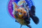 Thumbnail: Shogun Calico Oranda Male