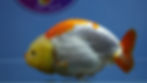 Thumbnail: Large Lemon Head Ranchu Female
