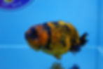 Thumbnail: Tiger Ranchu Male