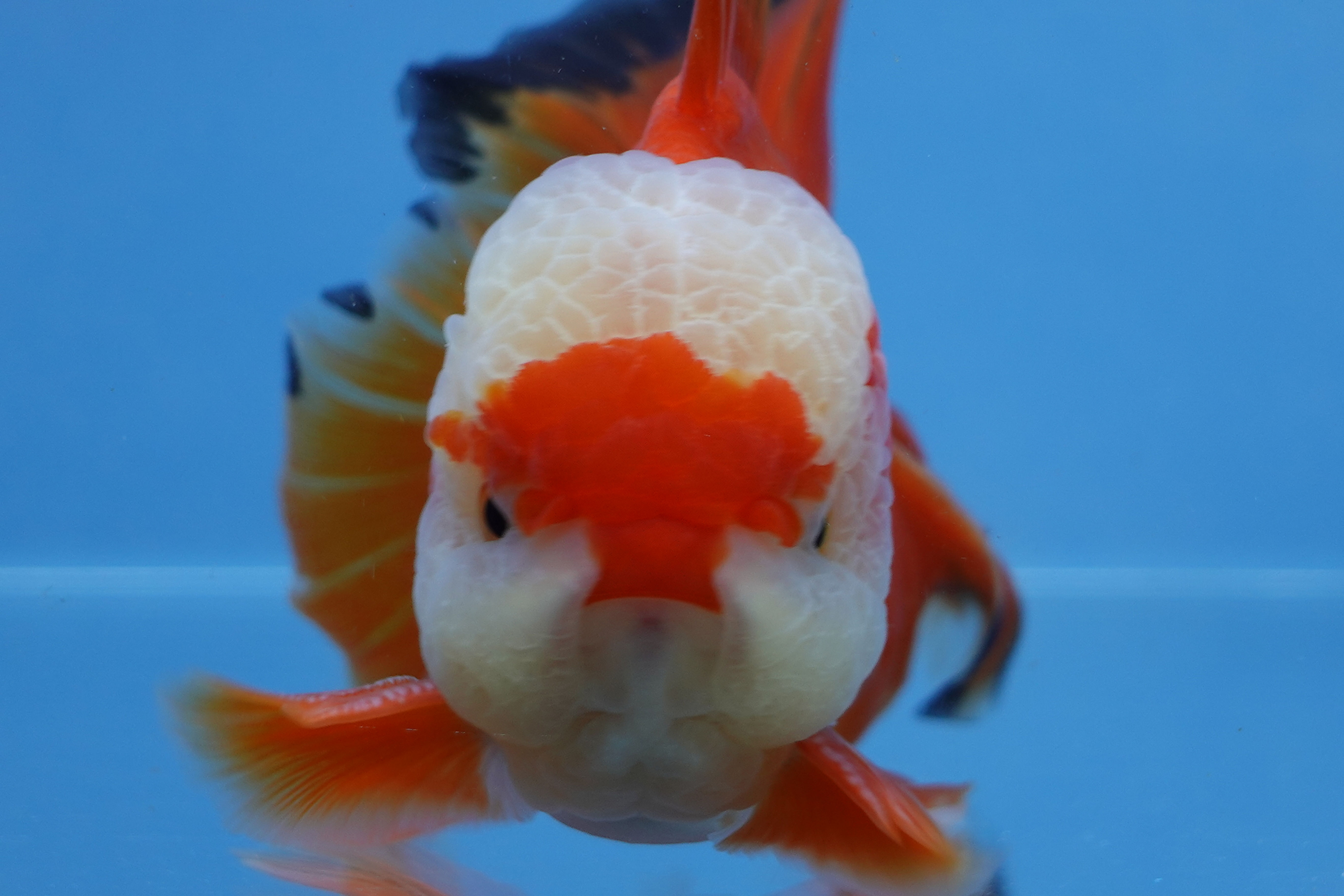 A Grade Chicken Face Roestail Oranda Male