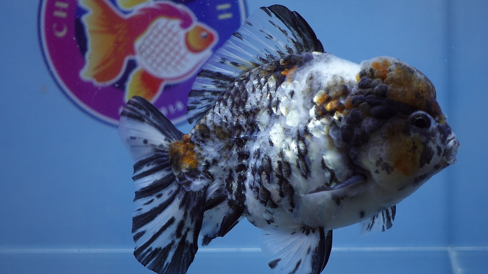 Thumbnail: Large Marble Yuanbao Male