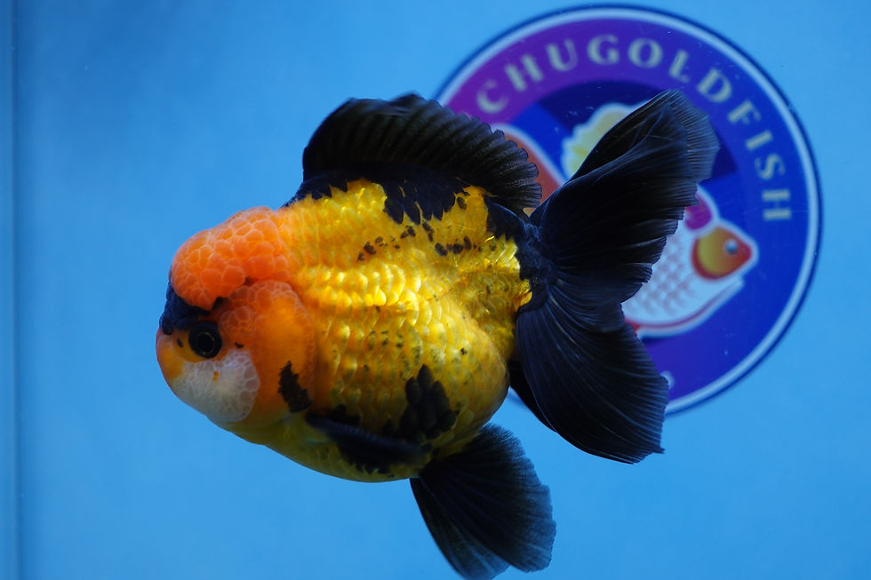 Thumbnail: Apache Rosetail Oranda Male