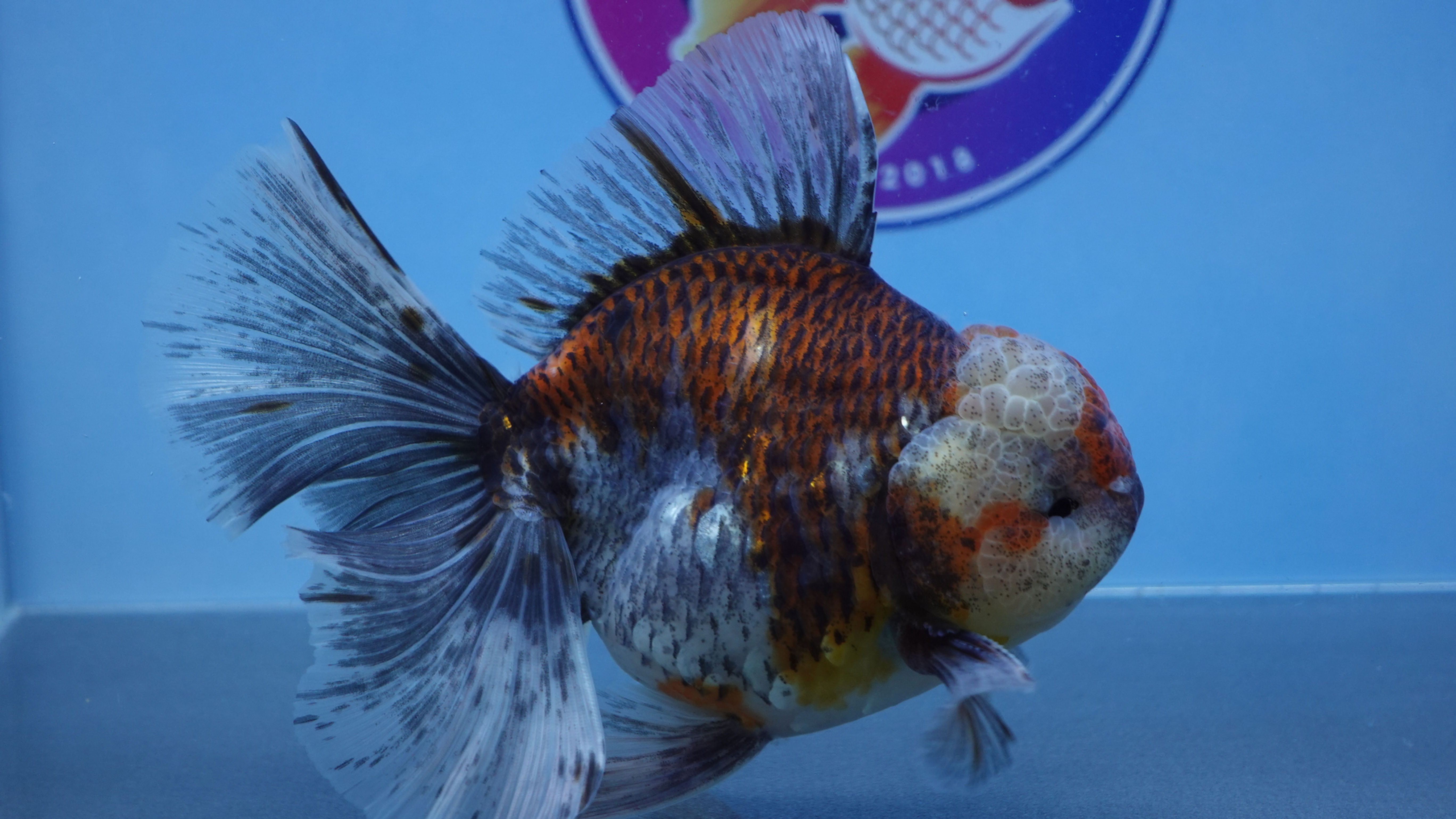 A Grade Large Kirin Rosetail Oranda Male