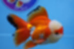 Thumbnail: A Grade Chicken Face Roestail Oranda Male