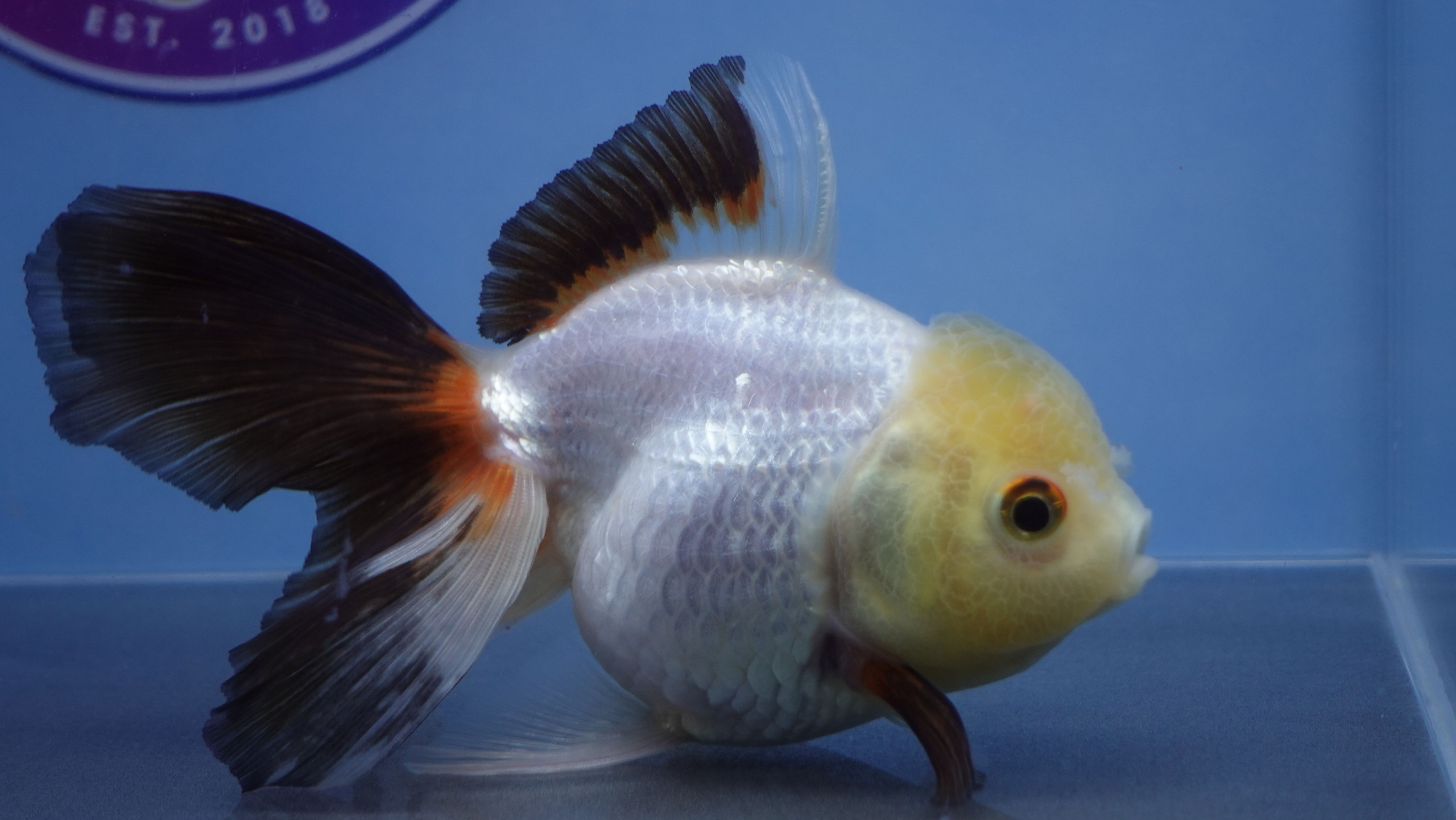Lemon Head Rosetail Oranda Female