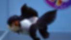 Thumbnail: Panda Rosetail Oranda Female