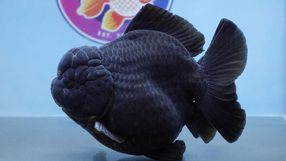 Thumbnail: Jumbo Black Shogun Oranda Male