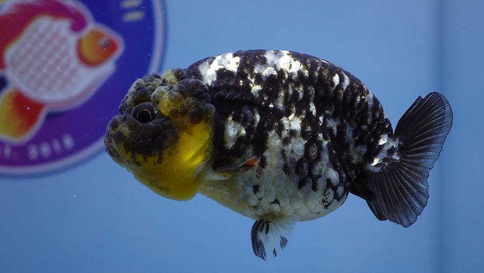 Thumbnail: A Grade Panda Ranchu Female