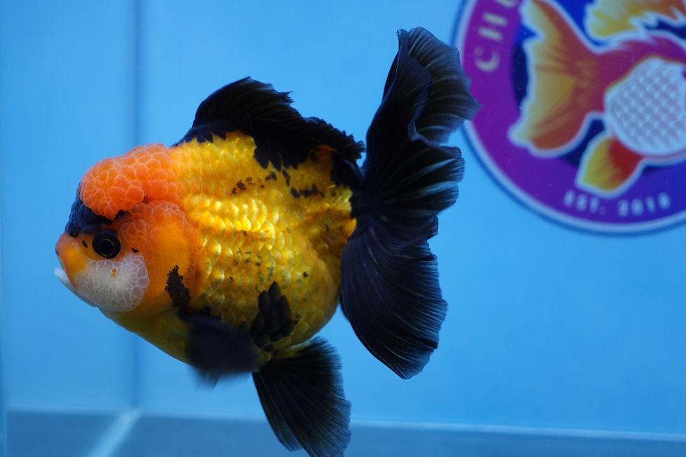 Thumbnail: Apache Rosetail Oranda Male