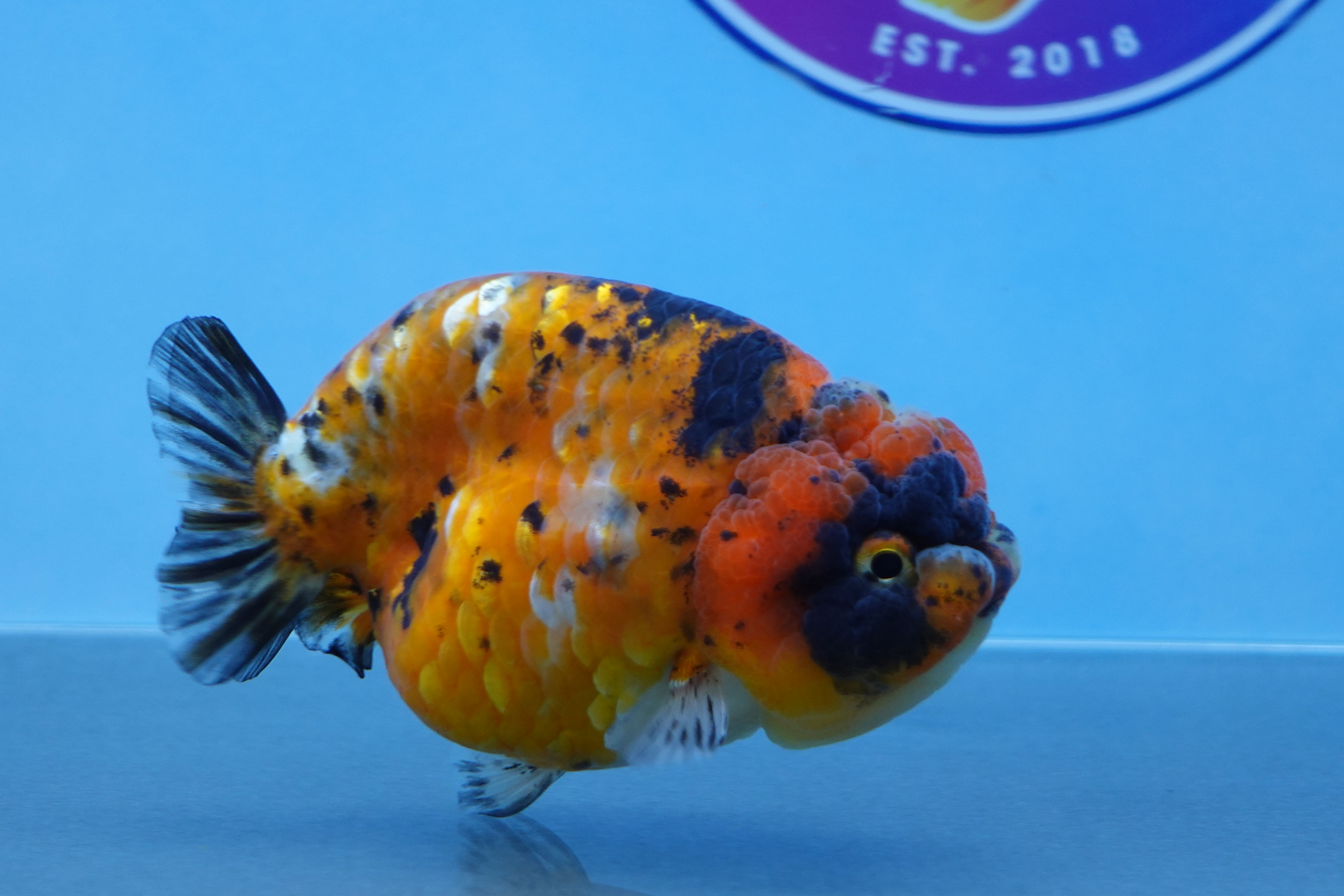 Calico Ranchu Female