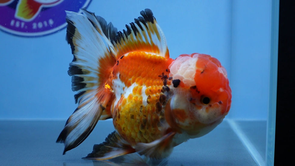 Thumbnail: A Grade Tricolor Rosetail Oranda Female