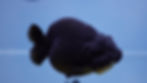 Thumbnail: A Grade Black Ranchu Female