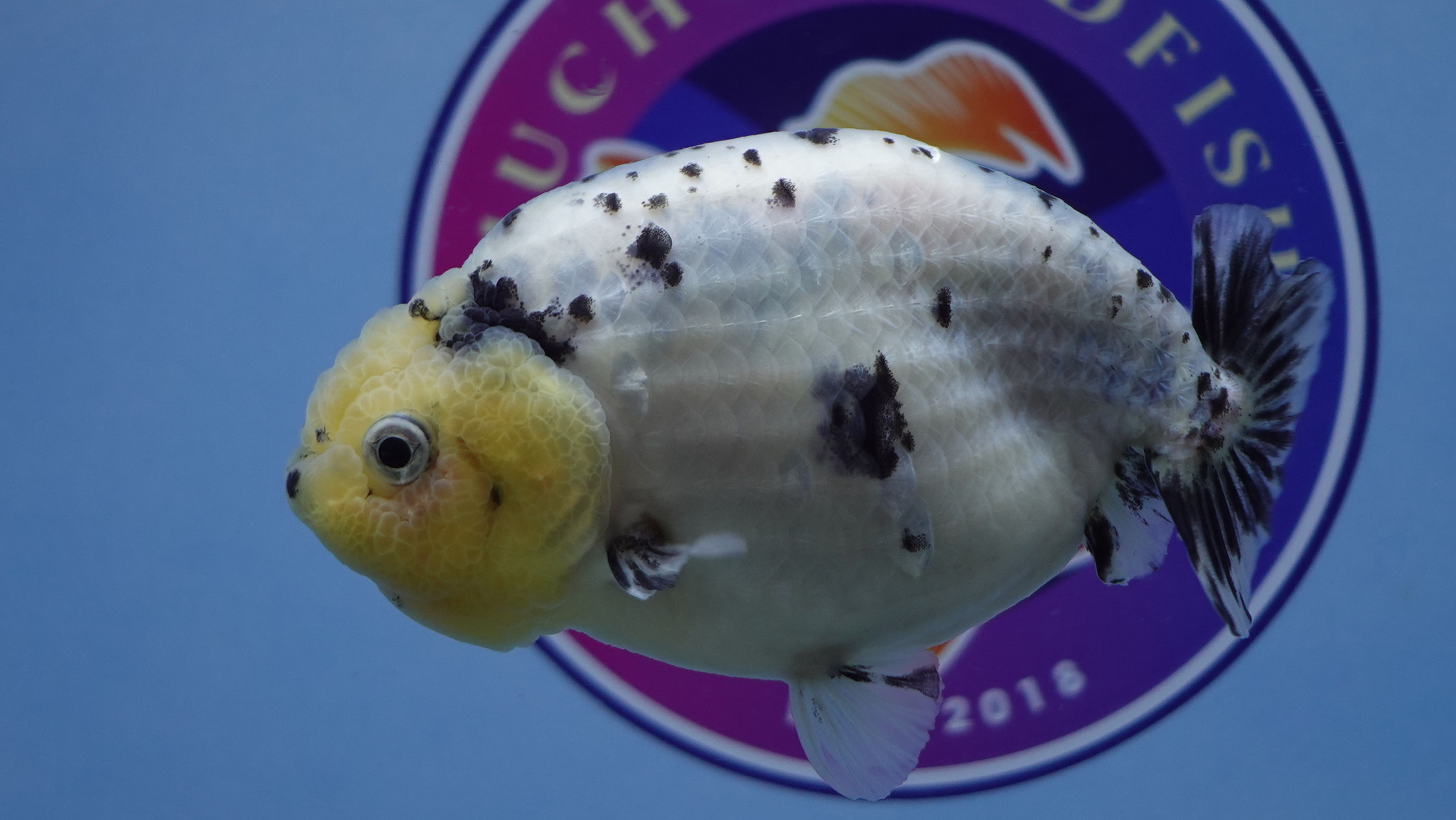Large Oreo Ranchu Female