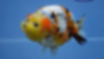 Thumbnail: A Grade Tricolor Ranchu Male