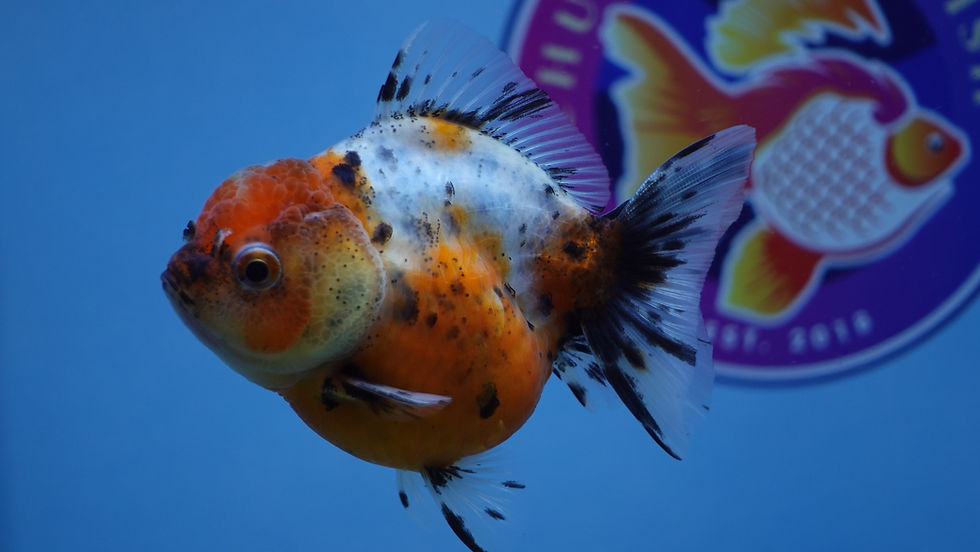 Thumbnail: Young Shogun Oranda Female