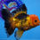 Thumbnail: A Grade Apache Rosetail Oranda Male