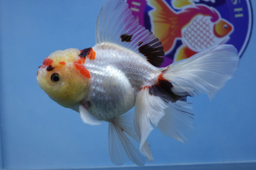 Thumbnail: Tricolor Rosetail Oranda Female