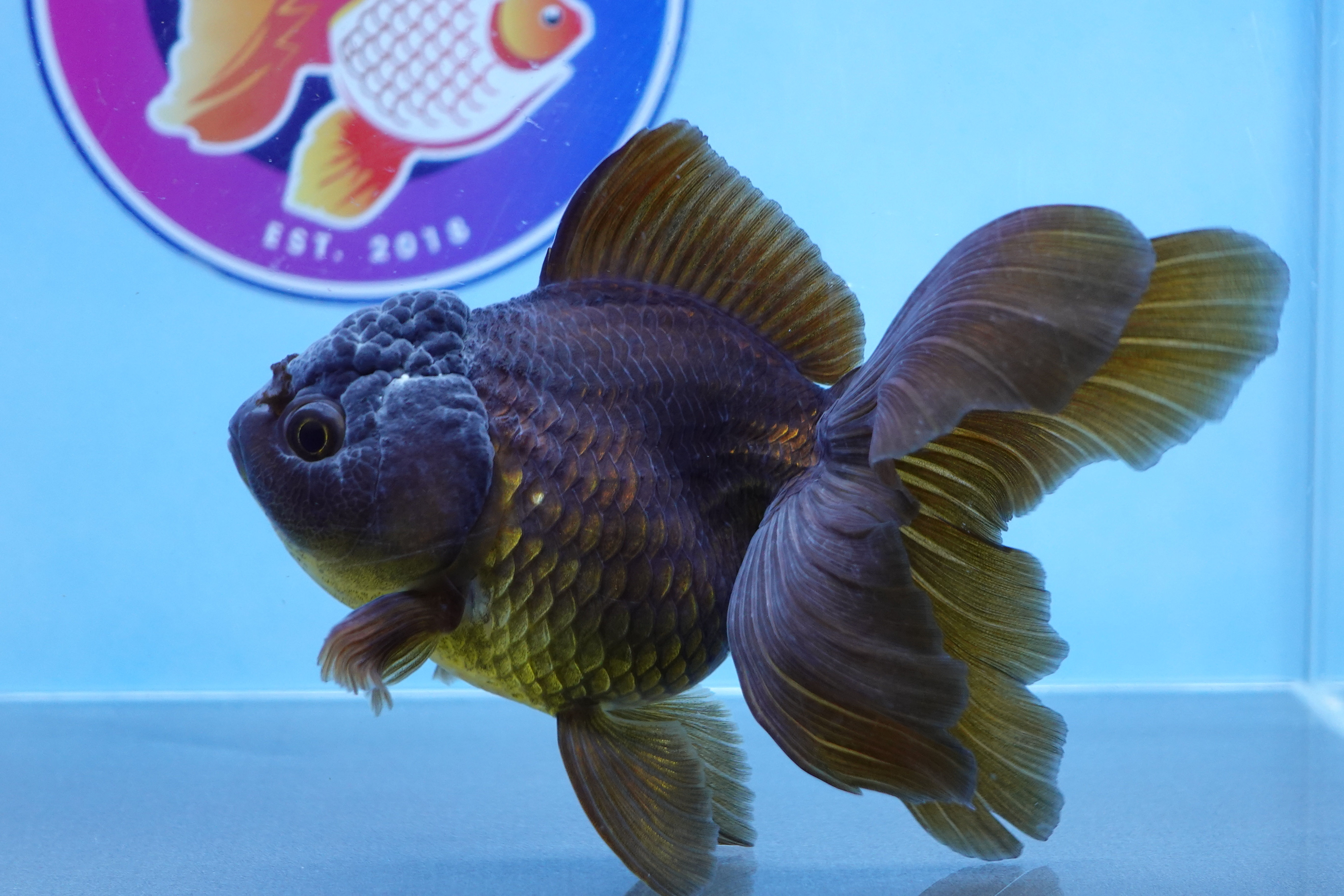 Black/Green Rosetail Oranda Female