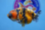Thumbnail: Calico Ranchu Female