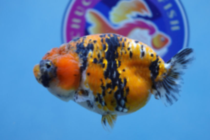 Calico Ranchu Female