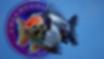 Thumbnail: Young Shogun Calico Oranda Male