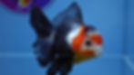 Thumbnail: A Grade Tricolor Rosetail Oranda Male
