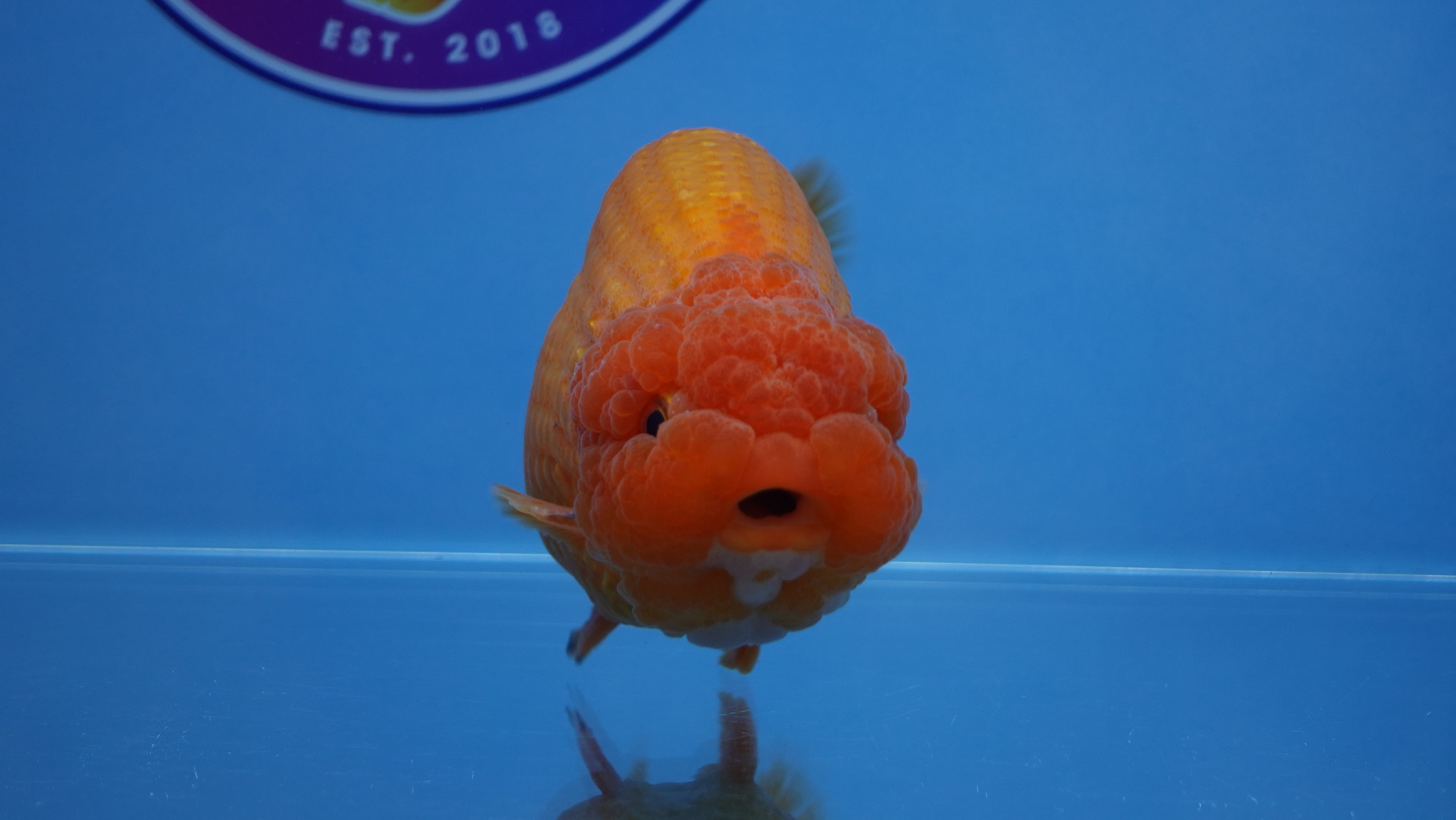 Writer: ChuChuGoldfish